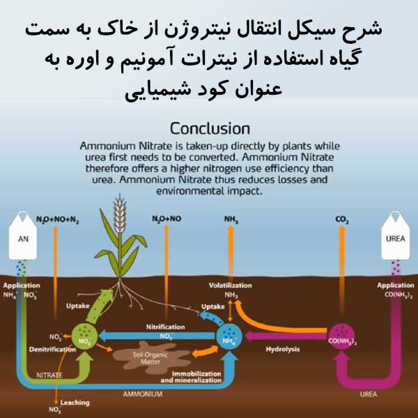 شرح سیکل انتقال نیتروژن از خاک به سمت گیاه استفاده از نیترات آمونیم و اوره به عنوان کود شیمیایی